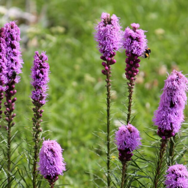 Liatris spicata (dense blazing star)
