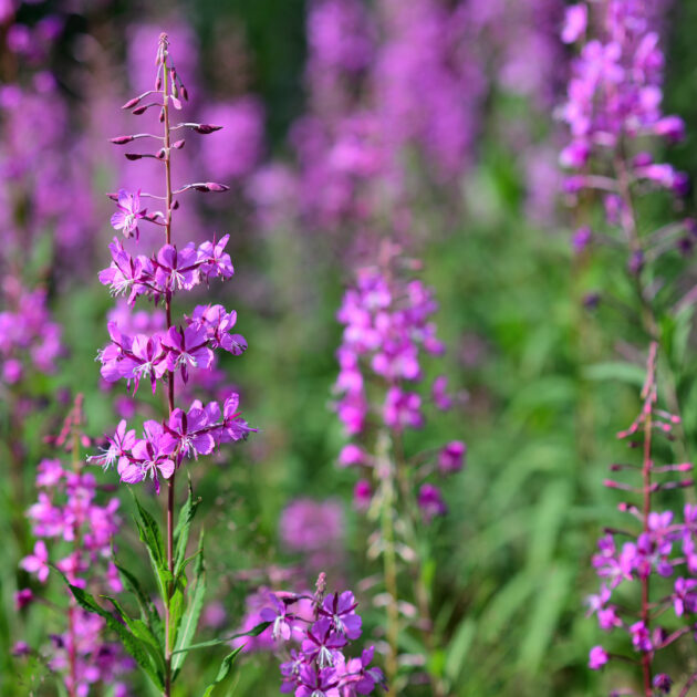 Epilobium angustifolium (fireweed)