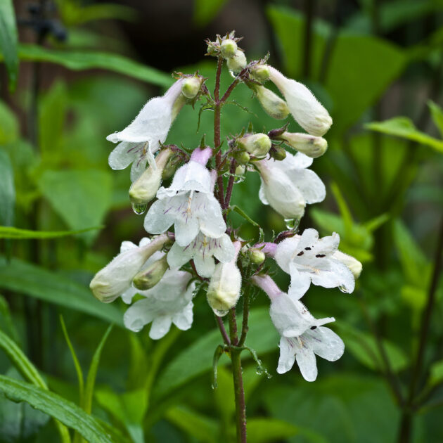 Penstemon digitalis (foxglove beardtongue)