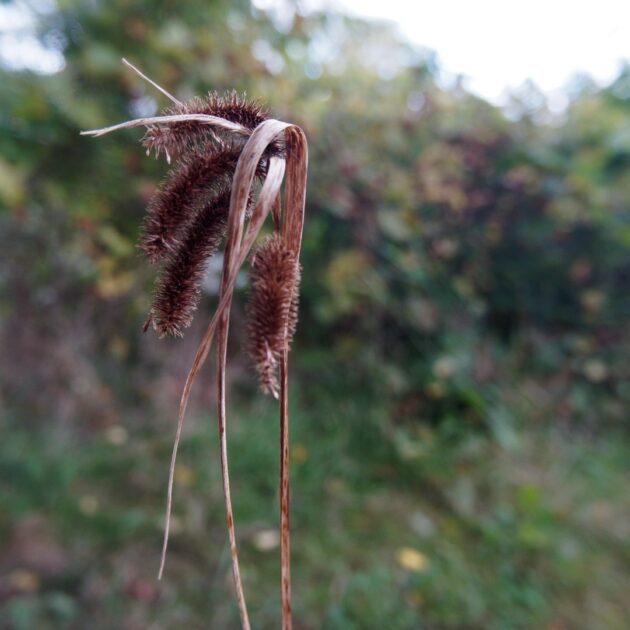 Carex crinita (fringed sedge)