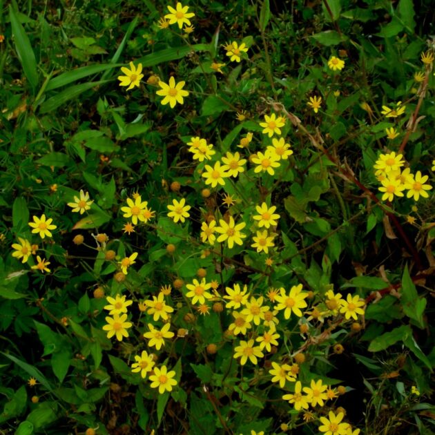 Packera aurea (golden ragwort)