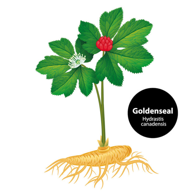 Hydrastis canadensis (goldenseal)