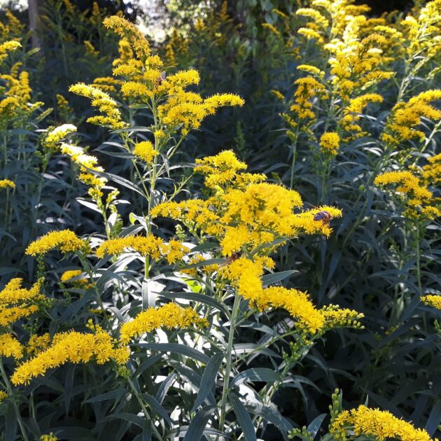 Solidago nemoralis (gray goldenrod)