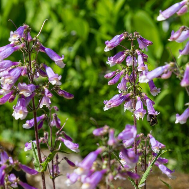 Penstemon hirsutus (hairy beardtongue, northeastern beardtongue)