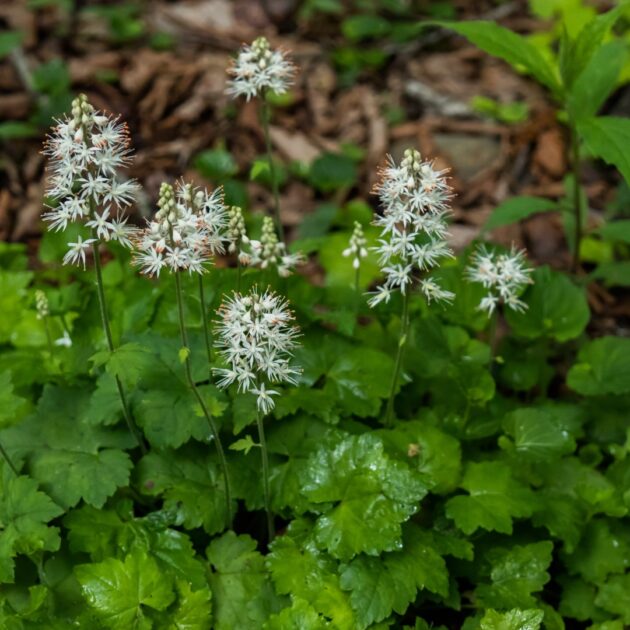 Tiarella cordifolia (heartleaf foamflower)