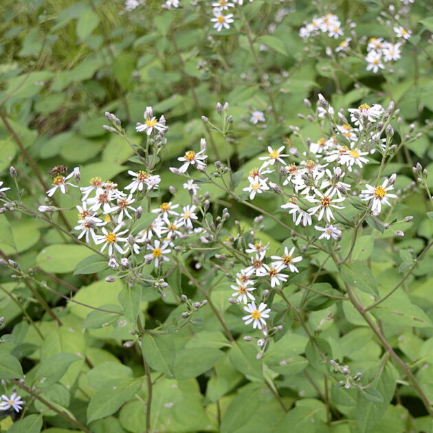 Eurybia macrophylla (large-leaved aster)