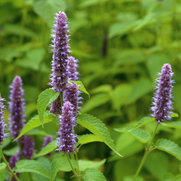 Agastache foeniculum (lavender hyssop)