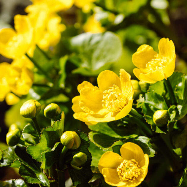 Caltha palustris (marsh marigold)