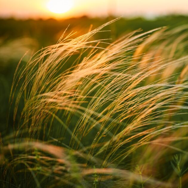 Nassella tenuissima  (mexican feather grass)
