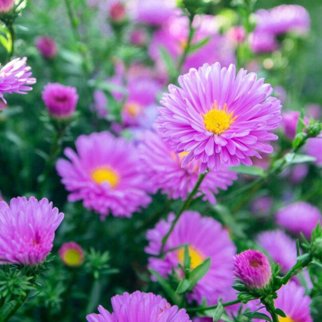 Symphyotrichum Novi-Belgii (new york aster)