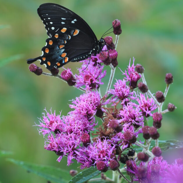 Vernonia noveboracensis (new york ironweed)