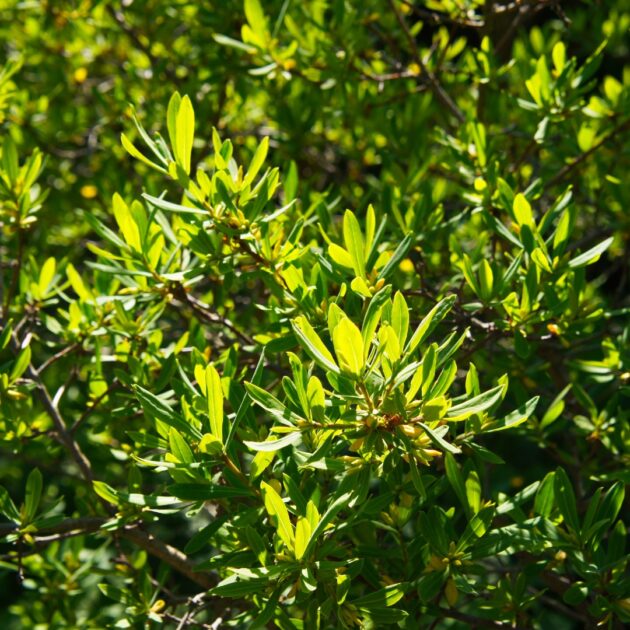 Morella pensylvanica (northern bayberry)
