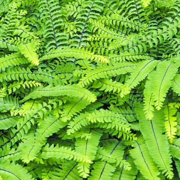 Adiantum pedatum (northern maidenhair fern)