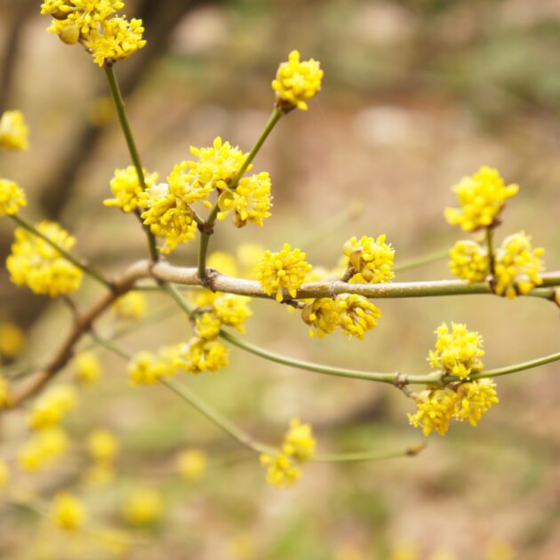 Lindera Benzoin (northern spicebush)