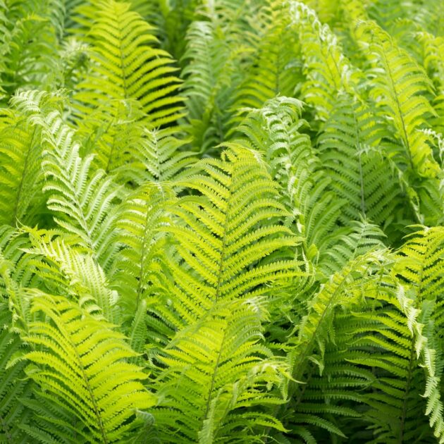 Matteuccia Struthiopteris (ostrich fern)