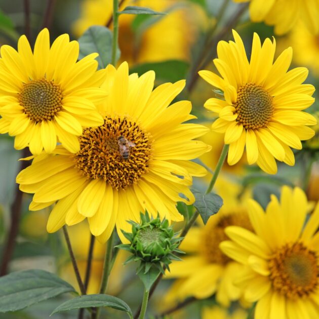 Heliopsis helianthoides ( oxeye, sunflower everlasting)