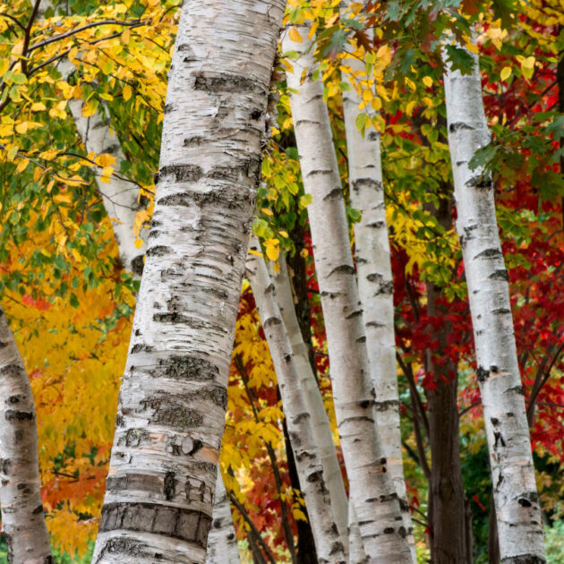Betula papyrifera (paper birch)