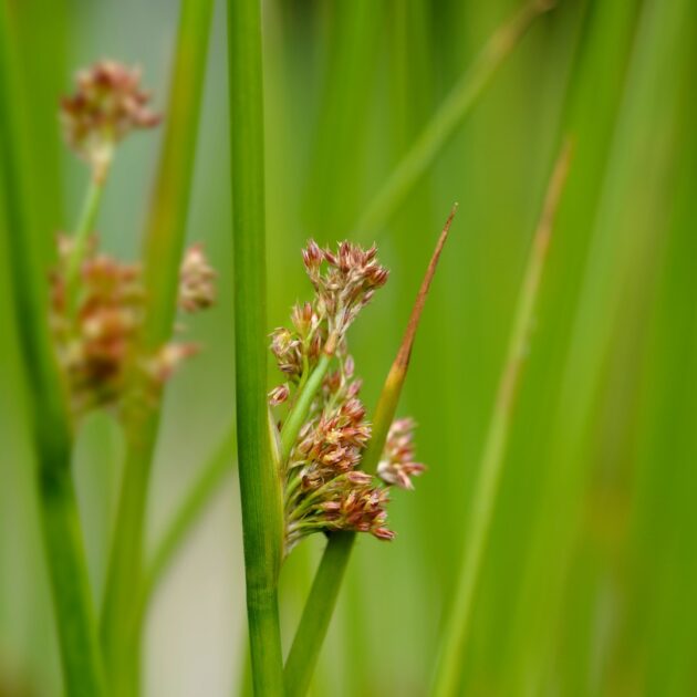 Juncus tenuis (path rush)