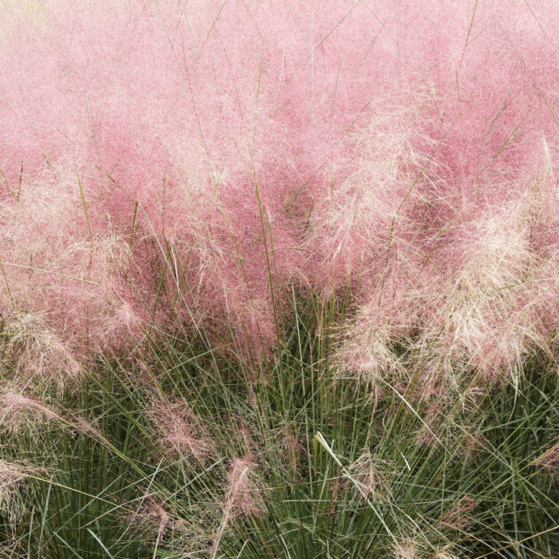Muhlenbergia capillaris (pink muhly grass)