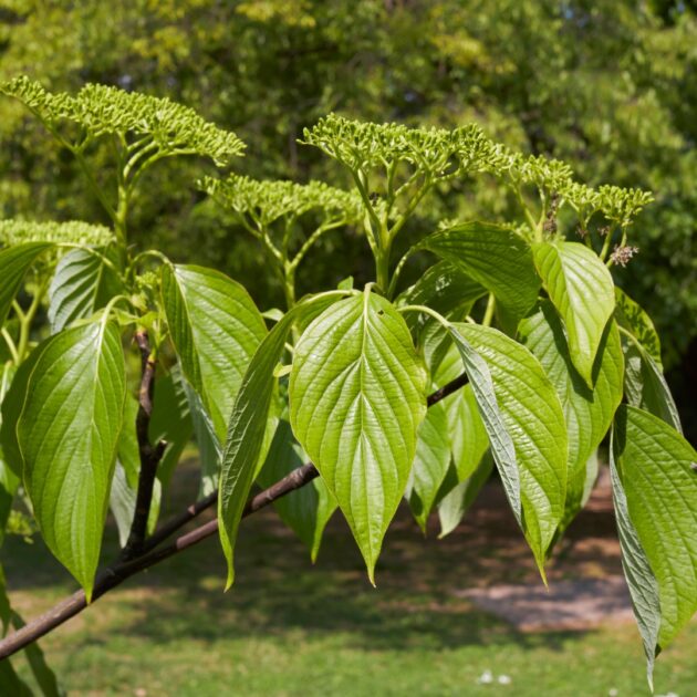Swida alternifolia (pagoda, alternate-leaved dogwood)