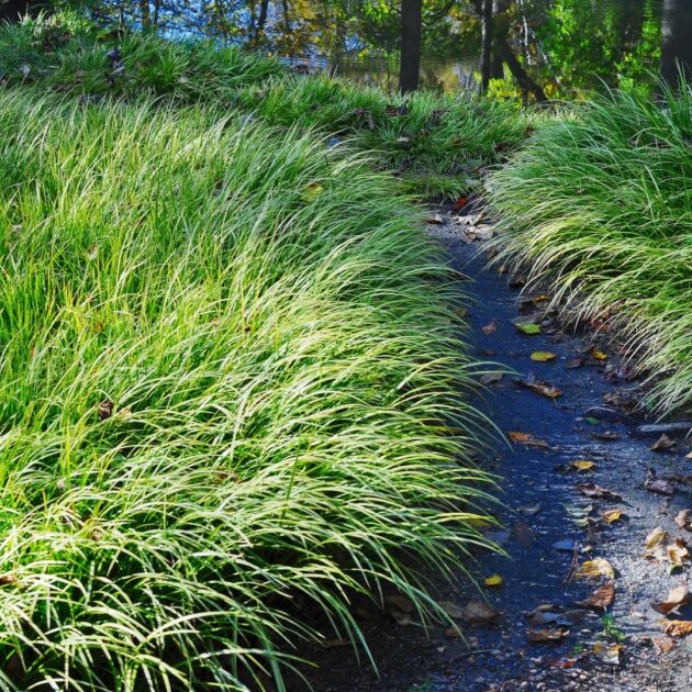 Sporobolus heterolepis (prairie dropseed)