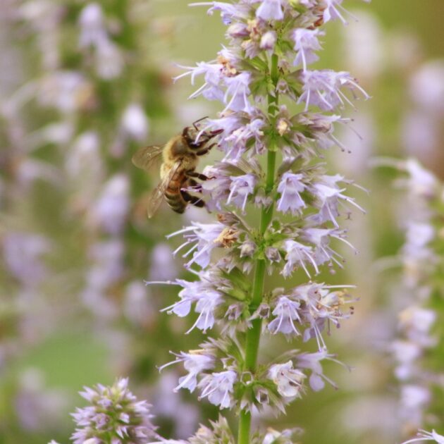 Agastache scrophulariifolia  (purple giant hyssop)