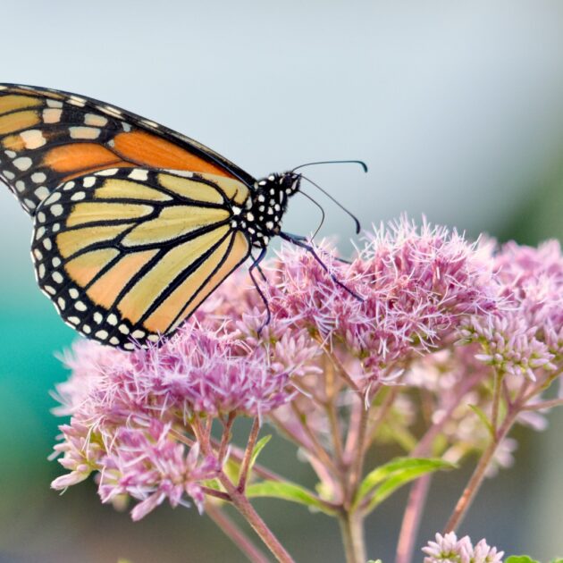 Eutrochium purpureum (purple joe-pye weed)