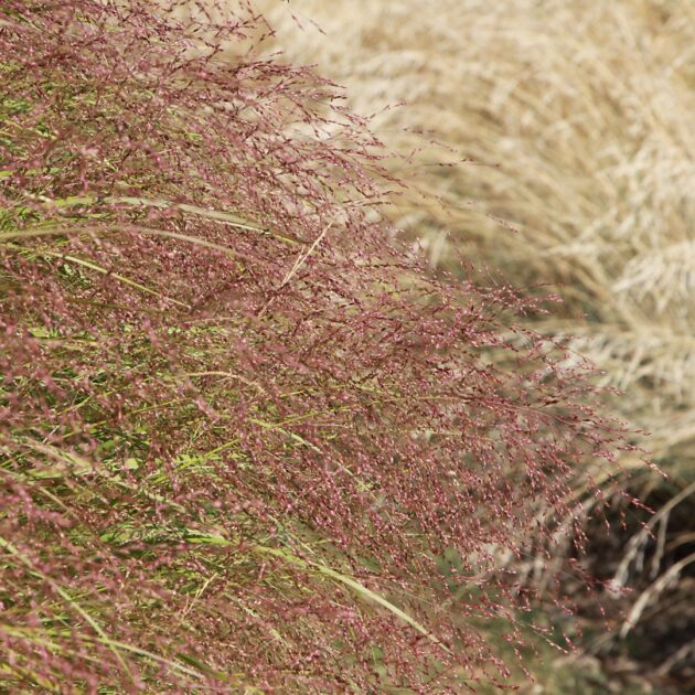 Eragrostis spectabilis (purple love grass)
