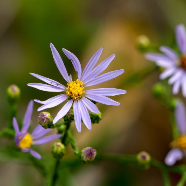 Symphyotrichum puniceum (purple stemmed aster)