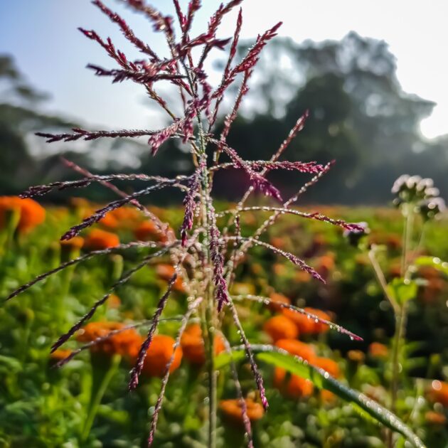 Tridens flavus (purpletop tridens)