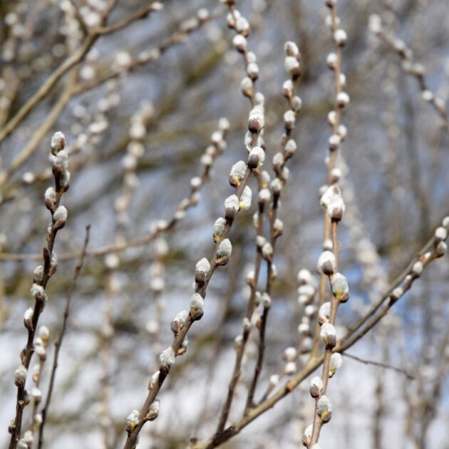 Salix discolor (pussy willow)