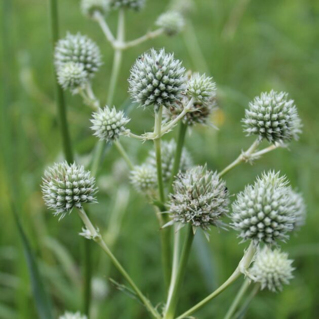 Eryngium yuccifolium (rattlesnake master)