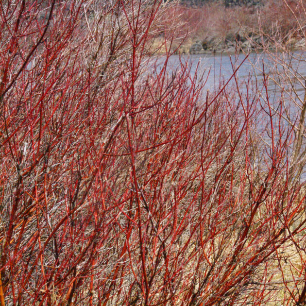 Swida sericea red (red-twig dogwood, red-osier dogwood)