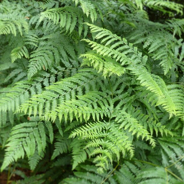 Osmunda Regalis (royal fern)