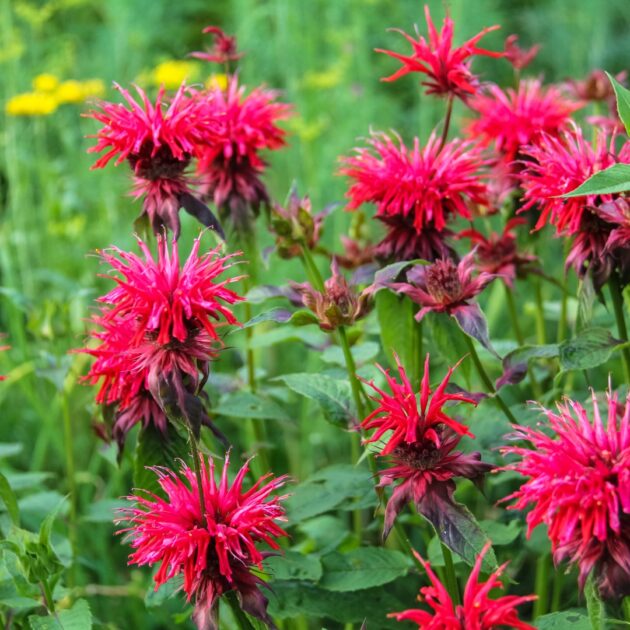Monarda didyma (scarlet beebalm)