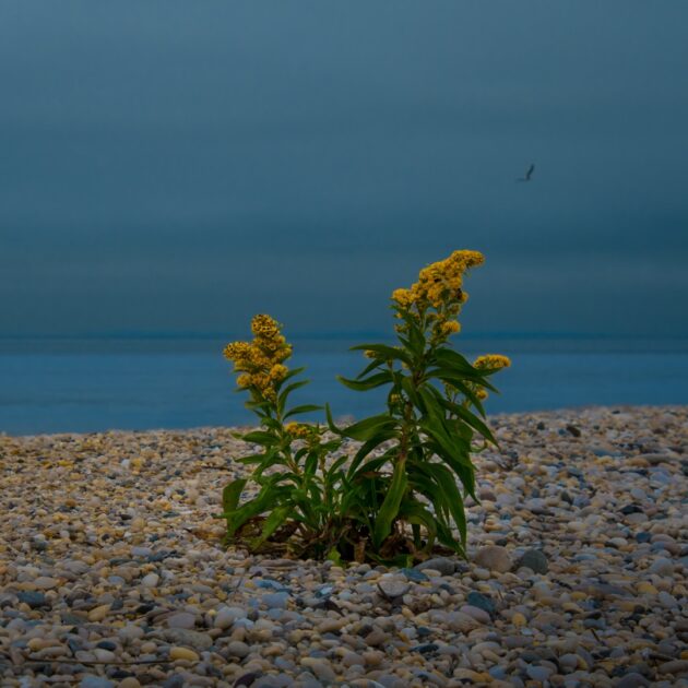 Solidago sempervirens (seaside goldenrod)