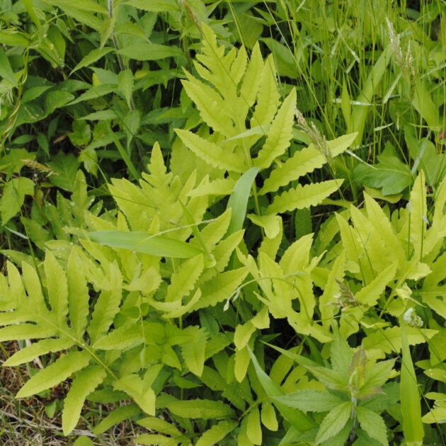Onoclea Sensibilis (sensitive fern)