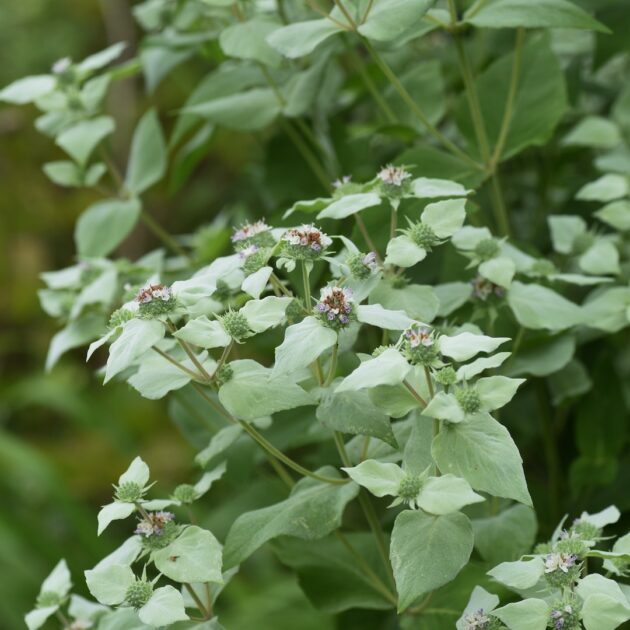 Pycnanthemum muticum (short-toothed mountain mint)