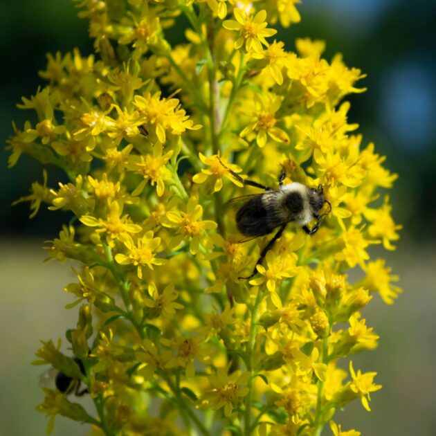Solidago speciosa (showy goldenrod)