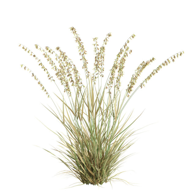 Bouteloua curtipendula (sideoats grama)