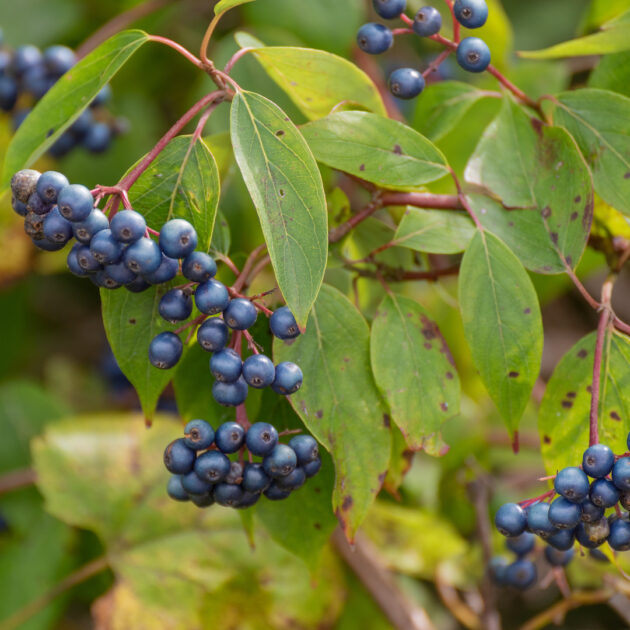 Swida amomum (silky dogwood)