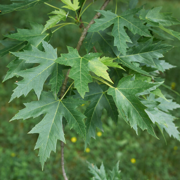 Acer saccharinum (silver maple)