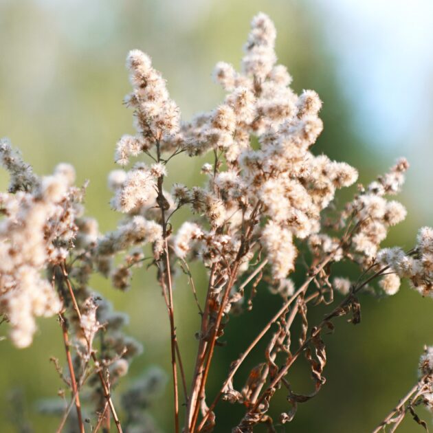 Solidago bicolor (silverrod)