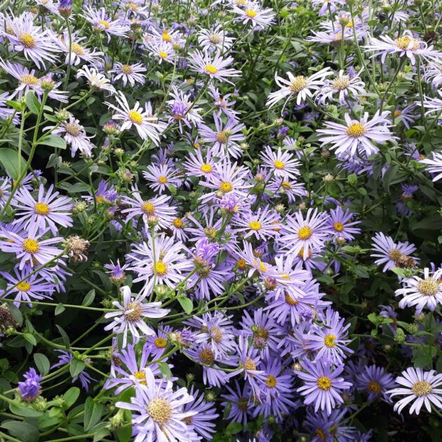 Symphyotrichum laeve (smooth aster)