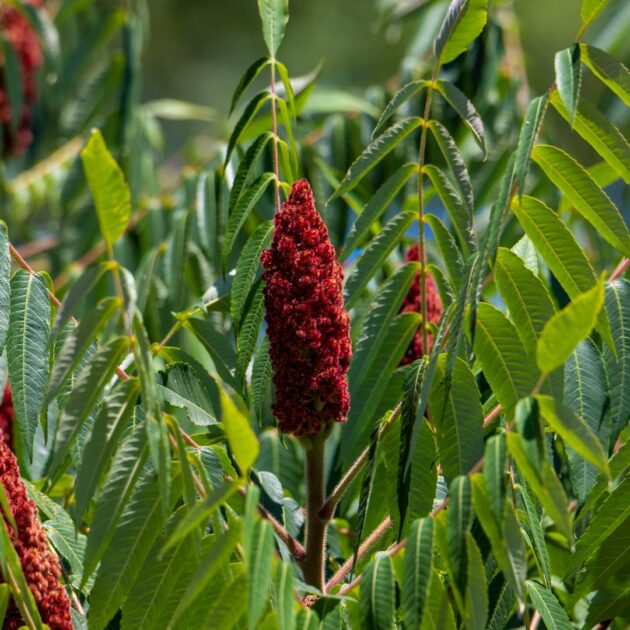 Rhus glabra (smooth sumac)