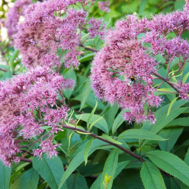 Eutrochium maculatum  (spotted joe-pye weed)