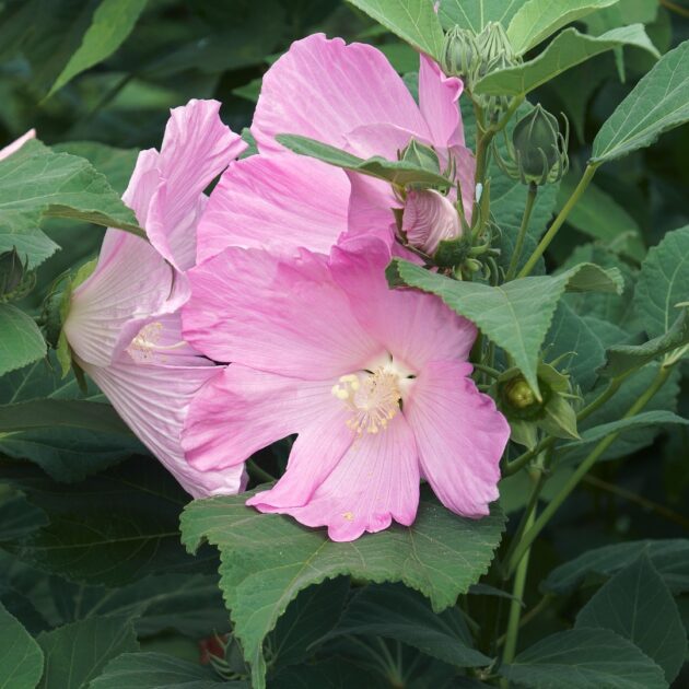 Hibiscus moscheutos (swamp rose mallow)