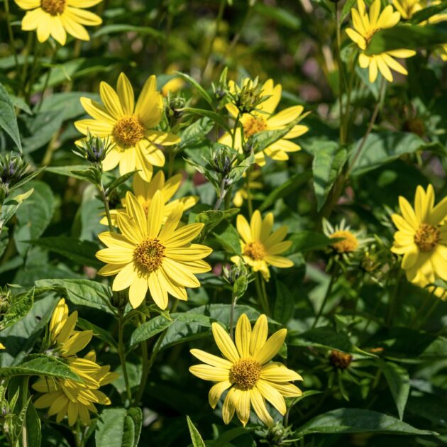 Helianthus Angustifolius (swamp sunflower)