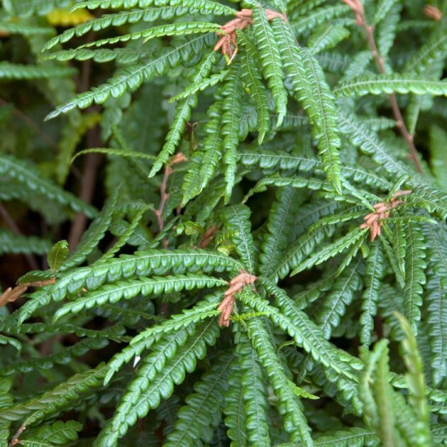 Comptonia peregrina (sweet fern)