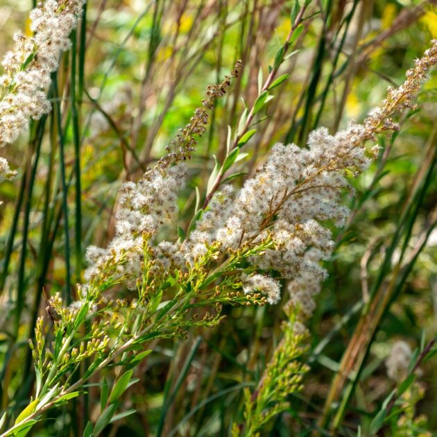 Solidago odora (anise-scented goldenrod, sweet goldenrod)